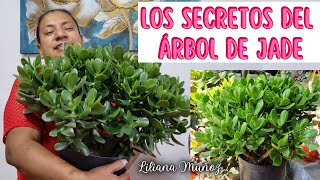 LOS SECRETOS DEL ARBOL DE JADE son verdaderamente sencillosLiliana Muñoz [upl. by Kendra]