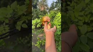 Miku ❤️🦜reels viralvideo birds love please like amp subscribe my channel 🥹❤️🙏 [upl. by Eldreeda335]