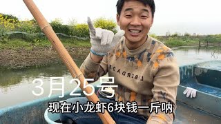 小龙虾价格暴跌，小龙虾6元一斤！养虾苗的噩梦，养大虾的春天 [upl. by Enalda]