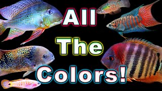 The Most Colorful Fresh Water Fish Add a Splash of Color to Your Aquarium [upl. by Gifferd904]