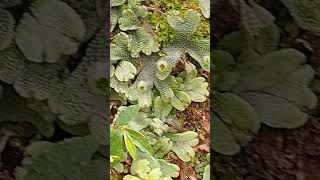 Marchantia with gamma cups botany msc bsc botanicalgarden foodprocessing likeandsubscribe [upl. by Adalai445]