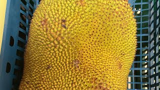 Jackfruit Eating Planting BenefitsWhat Is Fruit [upl. by Bronk]