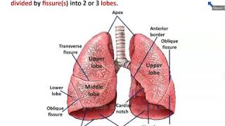 Anatomy of Trachea and Lungs  Dr Ahmed Farid [upl. by Evanthe]