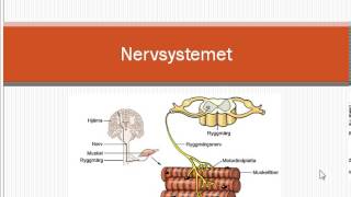 Nervsystemet [upl. by Tristam]