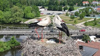 White stork sound  stork sounds  sounds of storks [upl. by Murdock567]