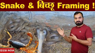 Snake Farming  bicchu farming  Is this legal In india   what is Venom farming   Bichoo palan [upl. by Dewhurst]