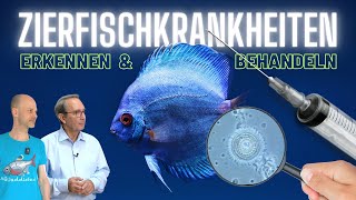 Parasiten Bakterien Pilze  Kranke Aquarienfische erkennen und behandeln [upl. by Elylrac]