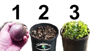 How to Grow Passion Fruit from SEED [upl. by Atinet]