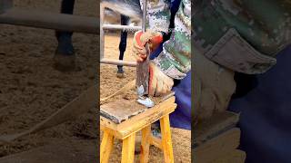 farrier horse hoof farrierlife farrierskills FarrierWorks [upl. by Gary]