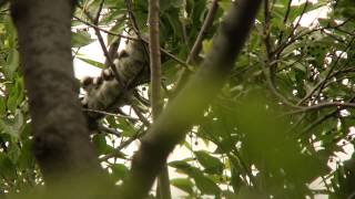 エナガ 01 幼鳥 Longtailed Tit 01 juvenile Aegithalos caudatus [upl. by Nilyak]