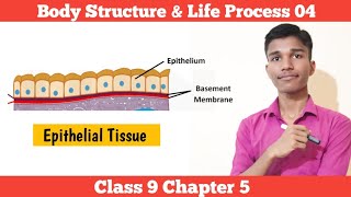 Epithelial Tissue  Body Structure amp Life Process 04  Class 9 Science Chapter 5 In Nepali [upl. by Myrta]