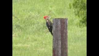 IVORYBILLED WOODPECKER [upl. by Cirala]