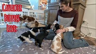 Cavalier Puppy Live Stream Remys Puppies Make New Friends Socialization Exercises [upl. by Knute606]