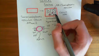 Cardiac Hypertrophy and SERCA Part 1 [upl. by Akeenat]