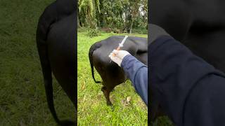 cows reaction when vitamin injection is given cow animals shorts [upl. by Annelg]