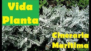 Vida Planta  Cineraria Marítima o Senecio [upl. by Katerina]