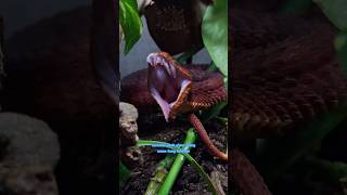 Ralph’s RED Bush Viper Kira Fangs out Friday [upl. by Ubana]