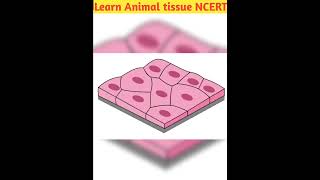 Learn Animal tissue Epithilium tissue ncert part 2 class 11 trending shorts neet biology new [upl. by Ydnor]