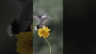 Ruby Throated Hummingbird sipping from a wildflower [upl. by Ellery111]