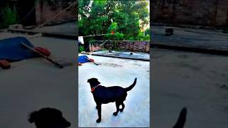 Dog sound  dog video  dog barking  dog barking sound  dog voice  dog mating  dog song shorts [upl. by Iilek146]