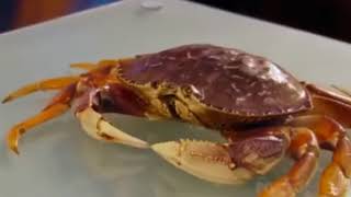 Gordon Ramsay Challenges Vegan to kill a Crab [upl. by Nainatrad972]