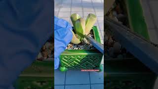 Tips for succulent plants Shorts [upl. by Diaz]