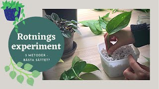 Rotning experiment  Bästa sättet Sticklingar av gullranka Philodendron silverranka  Del 1 [upl. by Parry]