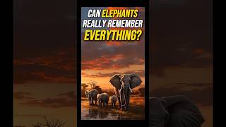 Elephant Memory How Do These Giants Remember So Much [upl. by Coy]