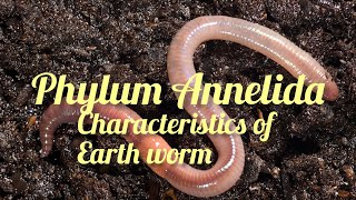 Phylum Annelida General characteristics animal kingdom class 11 biology [upl. by Weiss241]