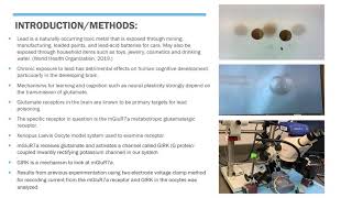 The Effect of Lead on Metabotropic Glutamatergic Receptors in the Brain [upl. by Yks]