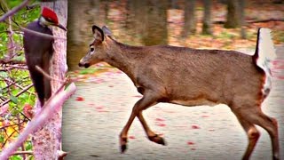 Cerfs de Virginie et Grand Pic Bois sur le bord de la 40 à Montréal  Parc PointeauxPrairies [upl. by Barger]