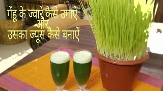 How to grow and make wheatgrass juice at homeगेंहू के ज्वारे कैसे उगाऐं और उसका ज्यूस कैसे बनाऐं [upl. by Enyal139]