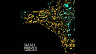 2024 Nikon Small World in Motion Competition  Honorable Mention [upl. by Issej]