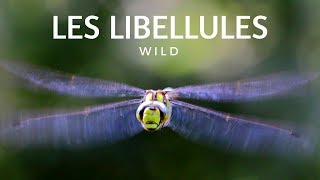 LINCROYABLE VIE DES LIBELLULES [upl. by Harlan]