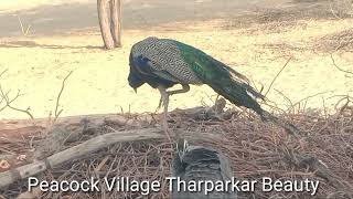 Wild peacocks enjoying village peace and busy in preening feathers I Nature wonders I [upl. by Haase]