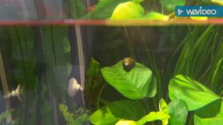 Nerite Snail vs Green Spot Algae [upl. by Norod]