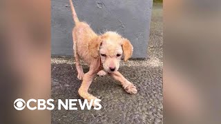 Puppy with leg deformity makes transformation [upl. by Ahsait198]