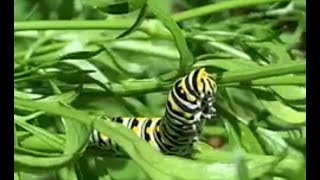 Eastern black swallowtail caterpillars on parsley plants [upl. by Borrell]