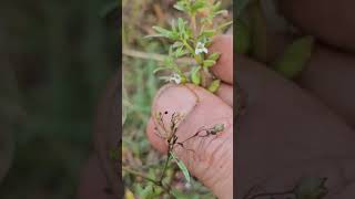 Bacopa floribunda [upl. by Immas]