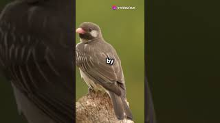 Amazing facts Honeyguide bird youtubeshorts facts learning birds wildlife nature didyouknow [upl. by Armyn343]