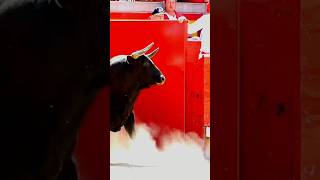 recortes de toros entre burpees y acrobacias 🐂 toro recortes [upl. by Myrle]