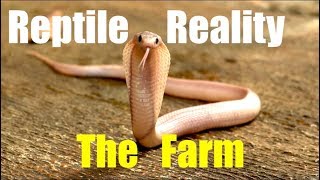 Reptile RealityThe Farm [upl. by Thisbee]