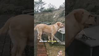 Anjing jiaroh kekuburan anjingsedih dog doglover shortvideo [upl. by Trebor]