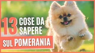 VOLPINO POMERANIA curiosità  13 Cose da sapere prima di prendere un POMERANIA  Pro e contro [upl. by Annal]