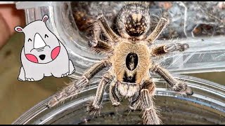 the Rhino Horned Baboon tarantula [upl. by Adnor]