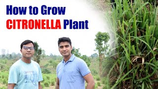 Citronella  How it is grown  How to Grow Citronella Plant  Mosquito Repellant  Essence amp Vlog [upl. by Schrader]