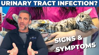 How to Tell if Your Cat Has a Bladder Infection  5 Signs of UTI  Dr Sean McPeck DVM [upl. by Dalis]