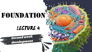 Second Week development Embryology Lecture 4 Foundation Module Dr Adham Saleh [upl. by Aivull]