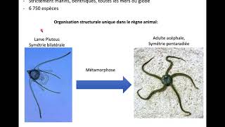 1Echinodermes diapos 16 [upl. by Gaynor]