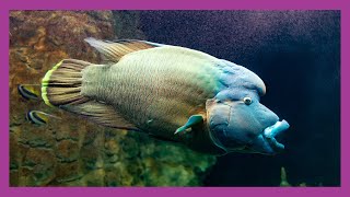 Humphead Wrasse [upl. by Epilif491]